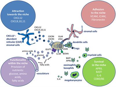 In the Right Place, at the Right Time: Spatiotemporal Conditions Determining Plasma Cell Survival and Function